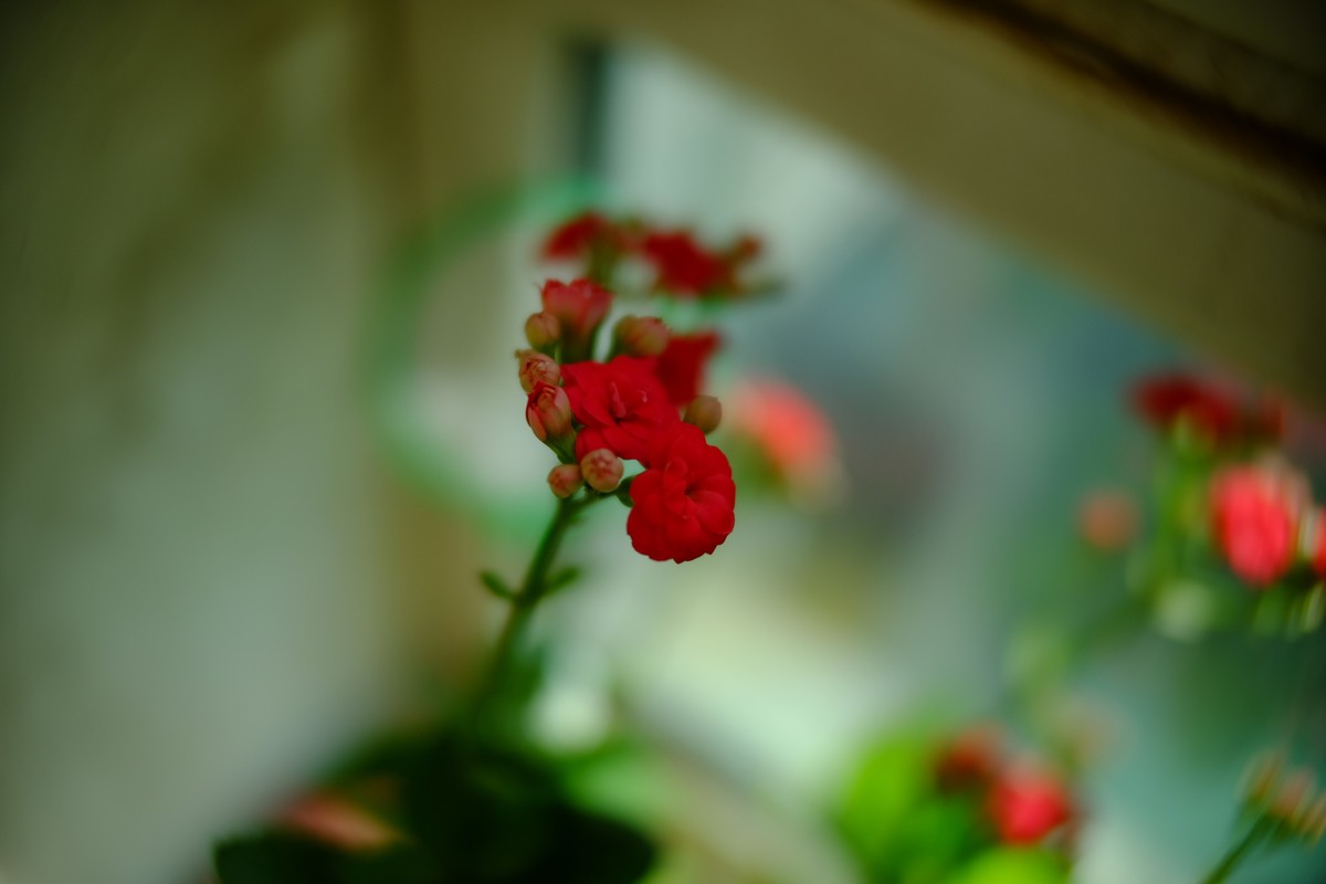 外面数九寒天家中小花绽放