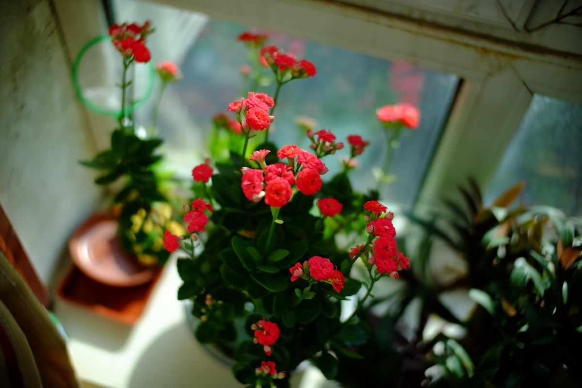 外面数九寒天家中小花绽放