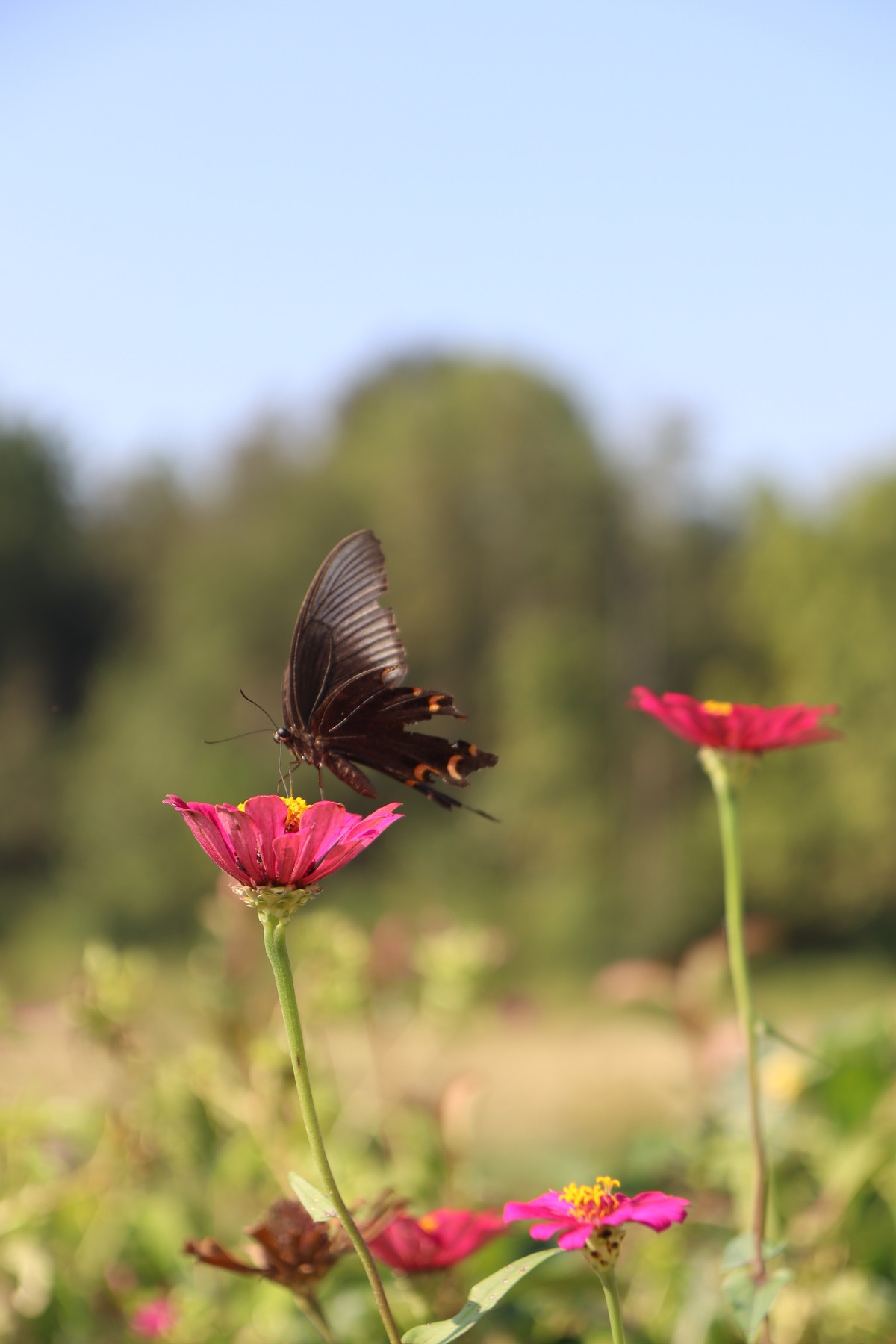 留连戏蝶时时舞