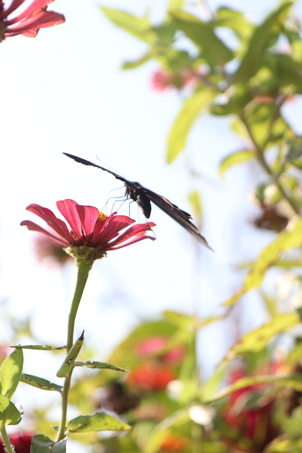 留连戏蝶时时舞