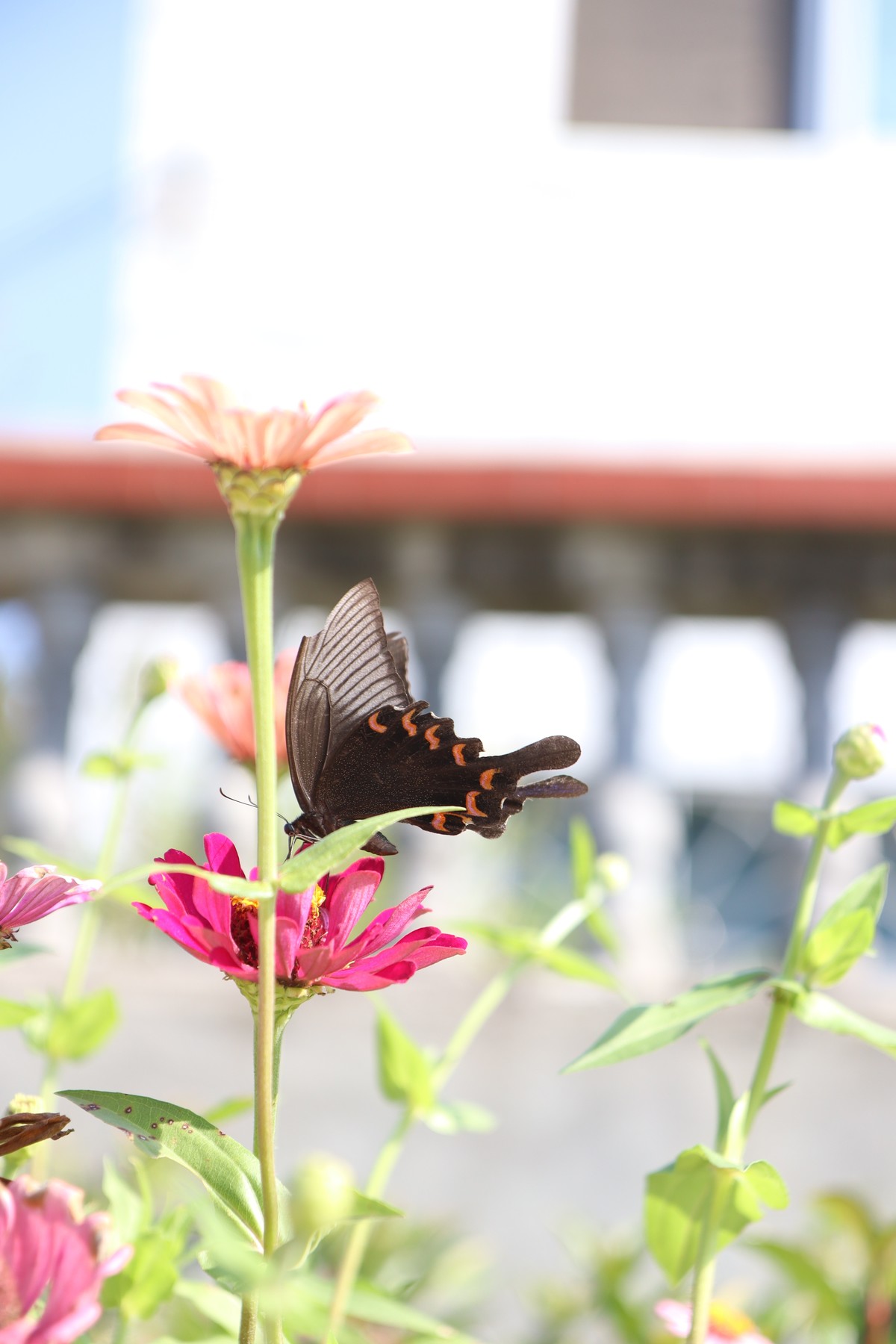 留连戏蝶时时舞