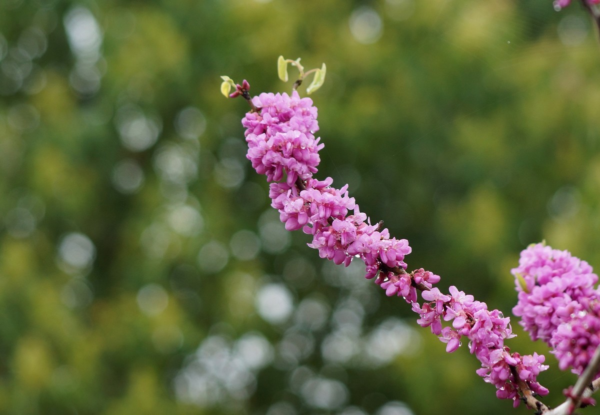 闲鱼淘个美能达100-300镜头试拍