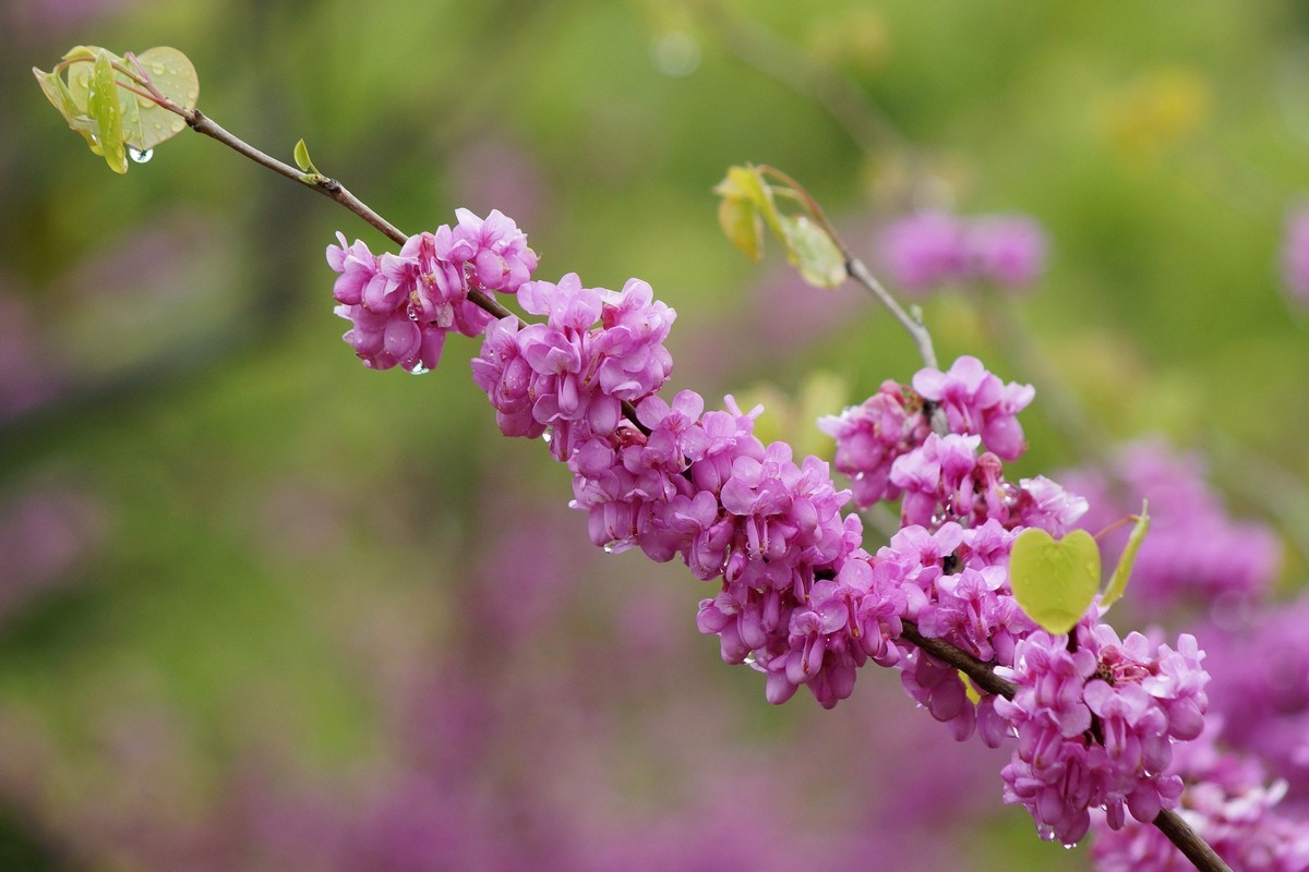 闲鱼淘个美能达100-300镜头试拍
