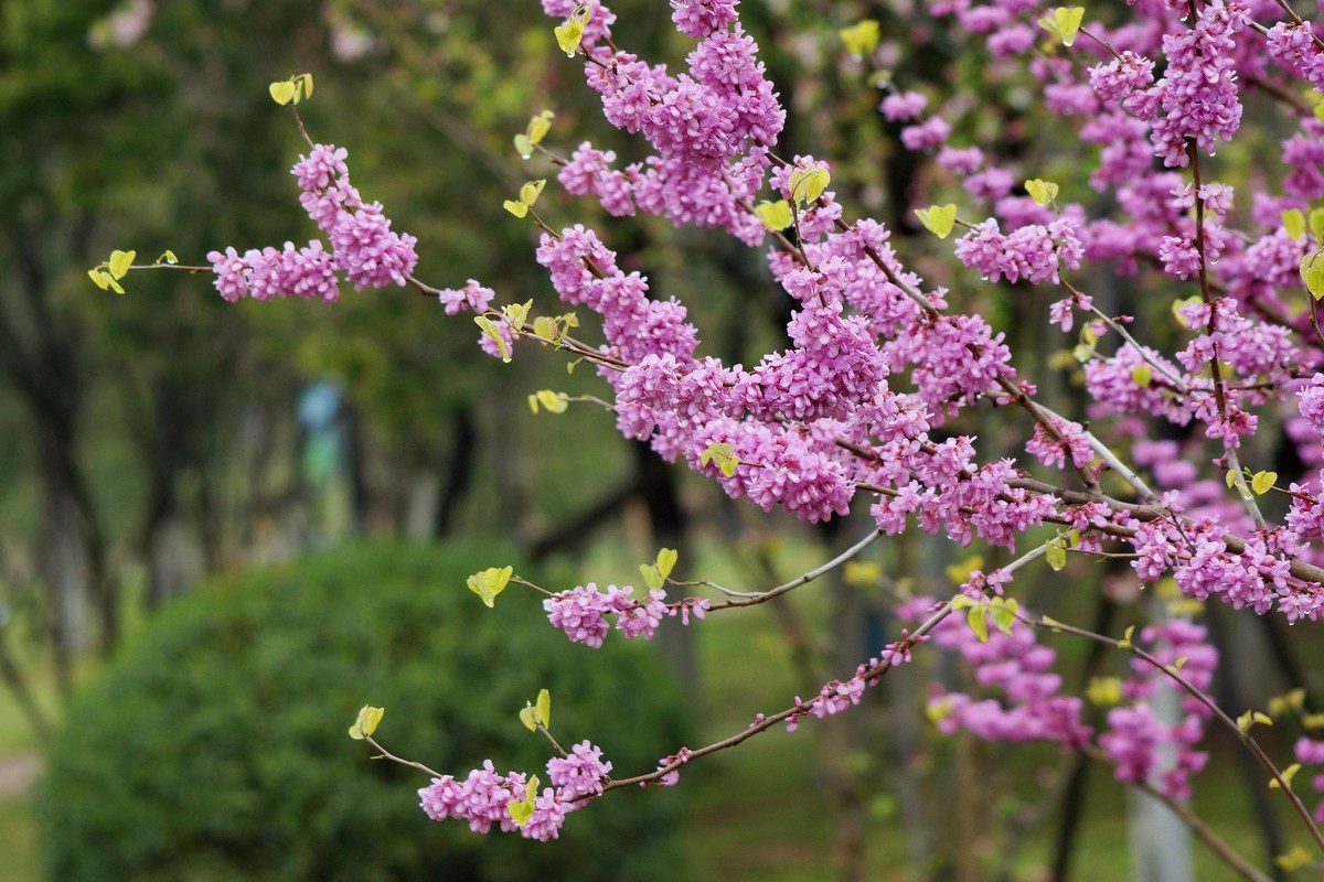 闲鱼淘个美能达100-300镜头试拍