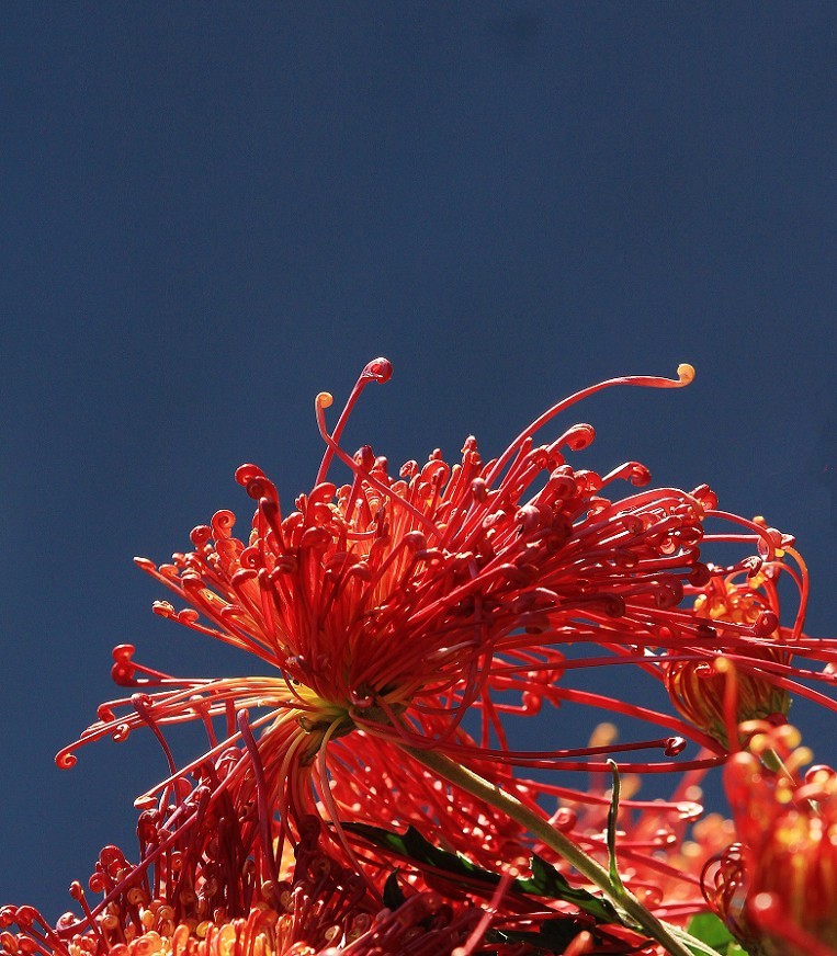 旅游扫街抓拍片《风景，花草和妹子》请大家欣赏指教！