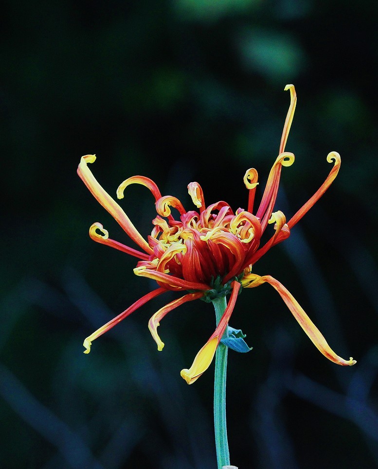 旅游扫街抓拍片《风景，花草和妹子》请大家欣赏指教！