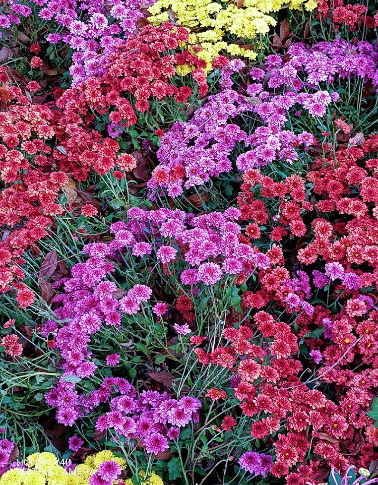 旅游扫街抓拍片《风景，花草和妹子》请大家欣赏指教！