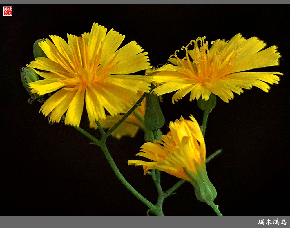 2023之花季苦苣菜花开满地儿黄