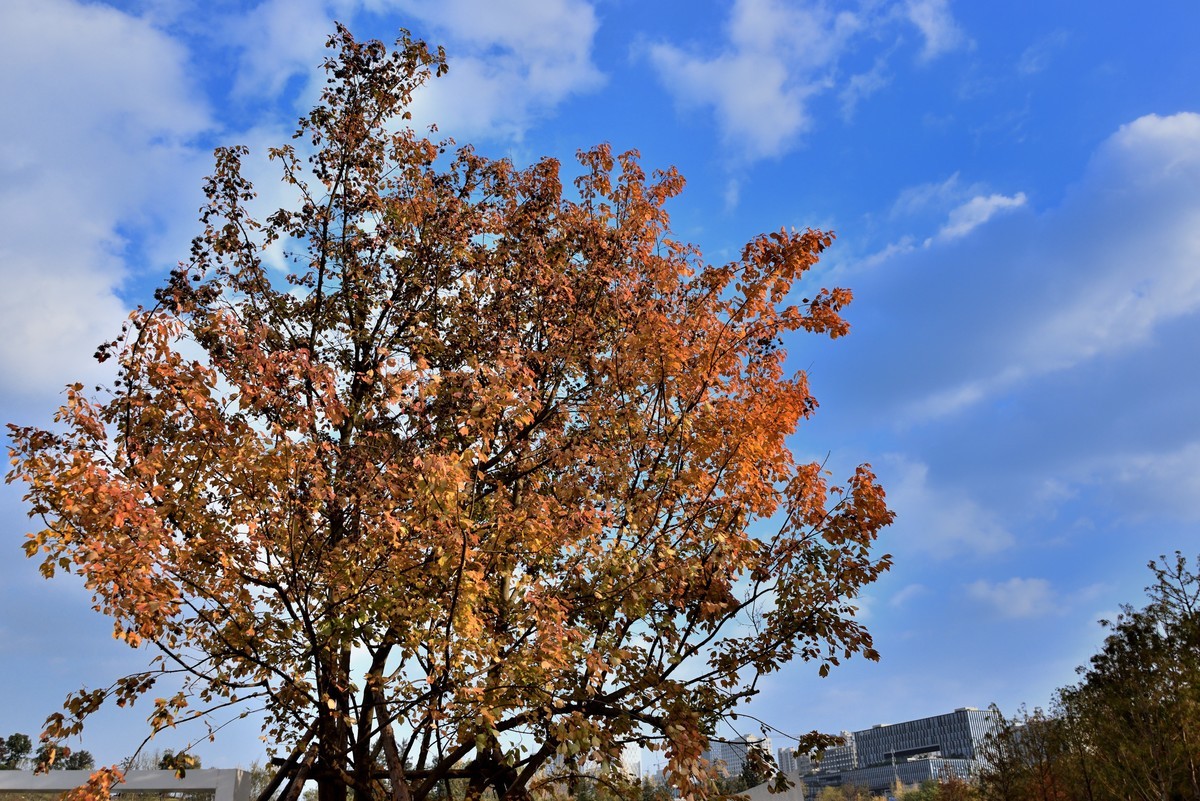 兴隆湖湿地公园【7】