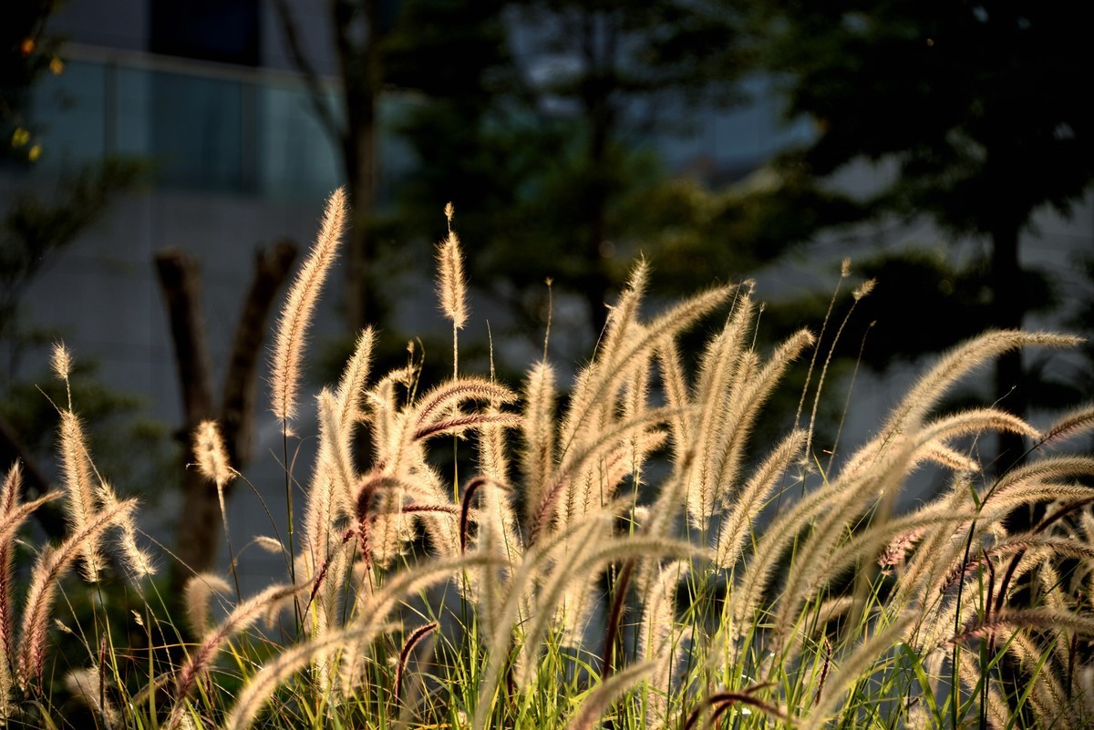 兴隆湖湿地公园【7】