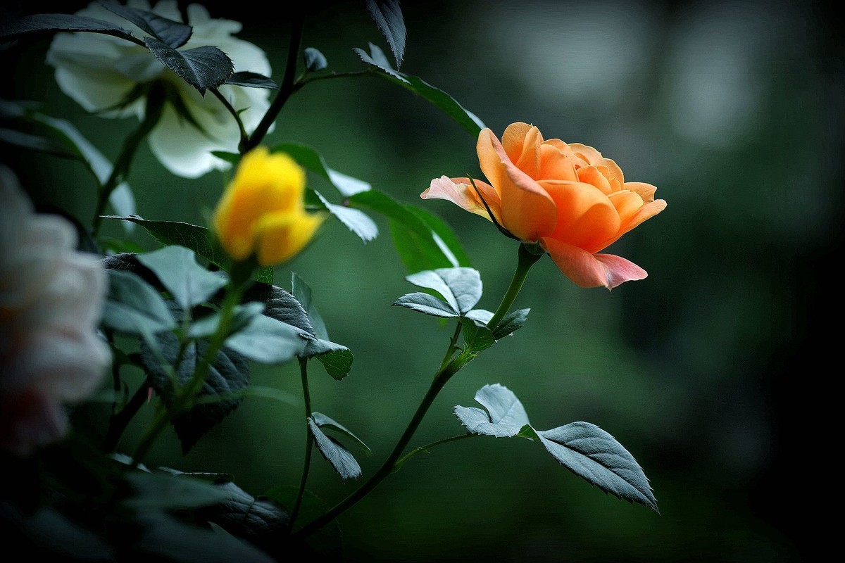 月季花（10）