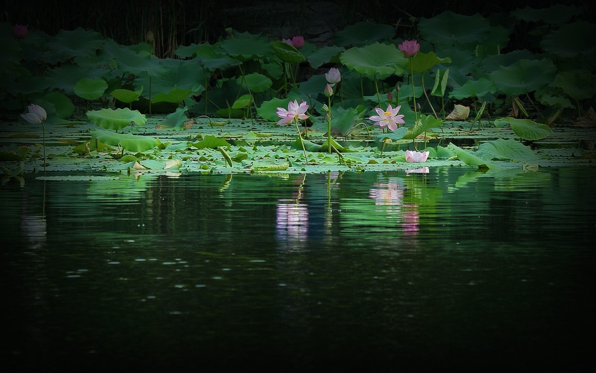 荷花（北宁公园）