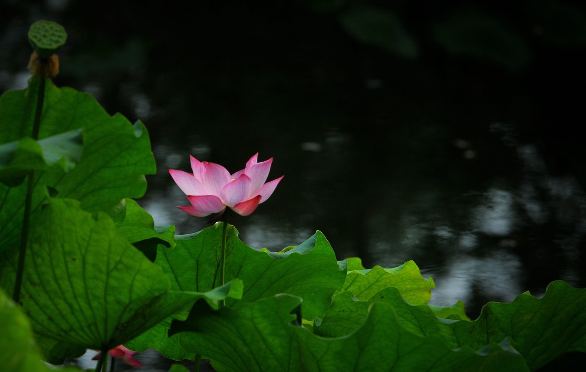 荷花（北宁公园）