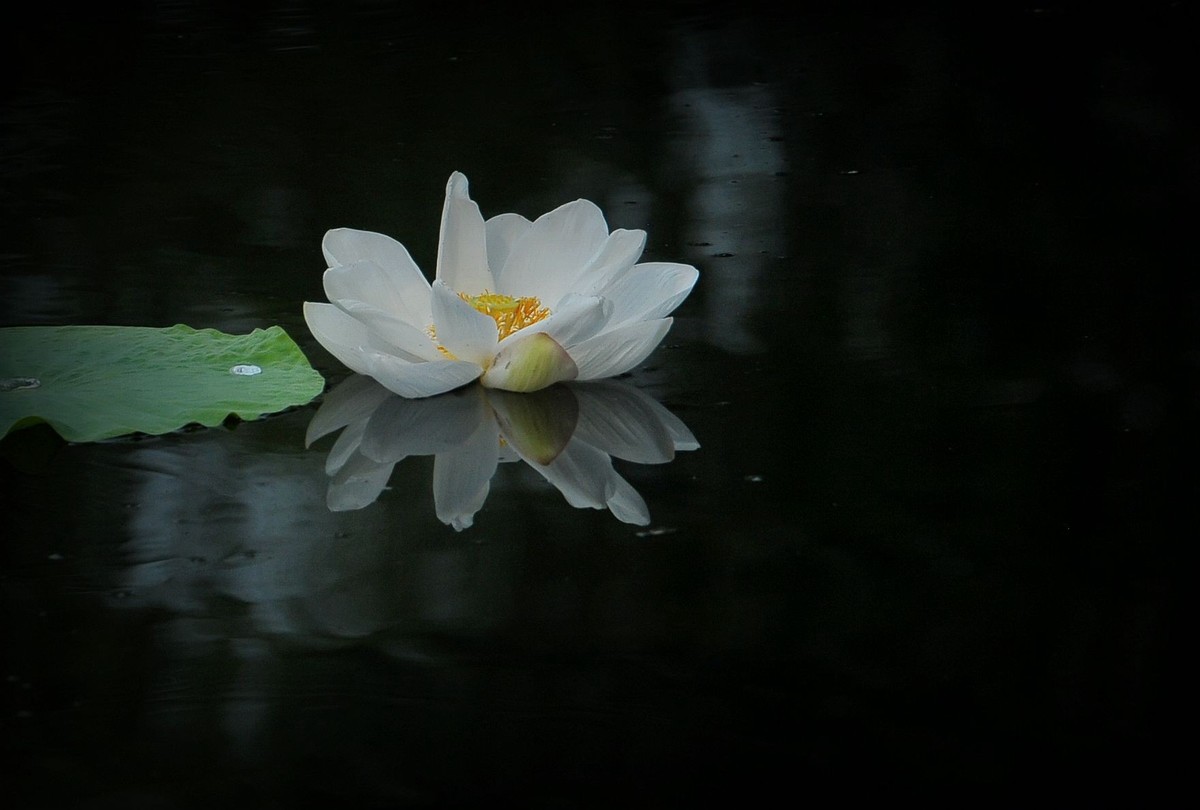 荷花（北宁公园）