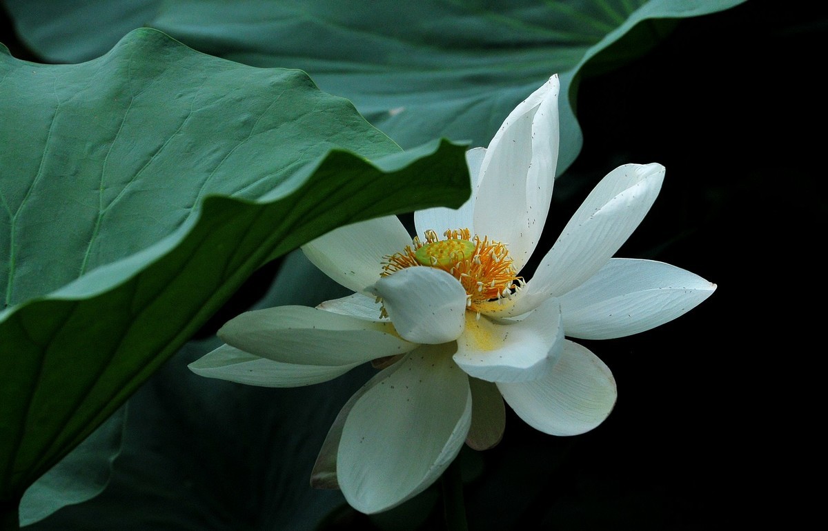 荷花（北宁公园）