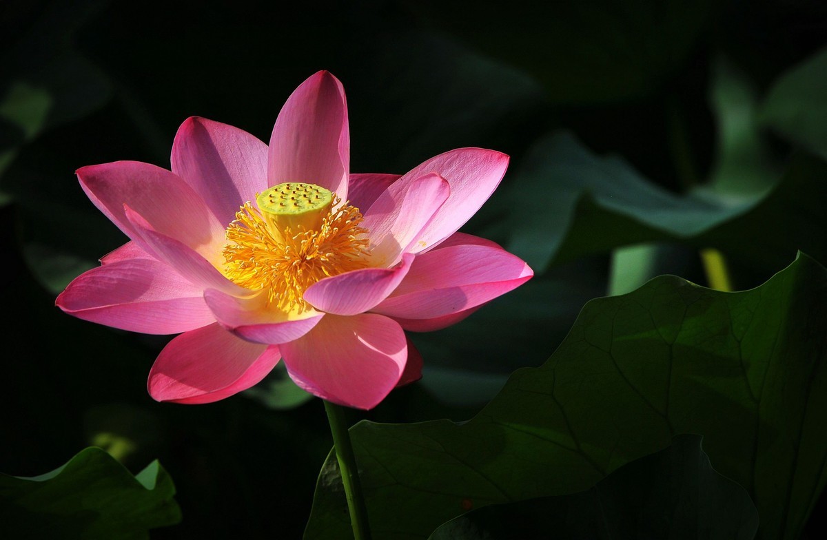 荷花（北宁公园）