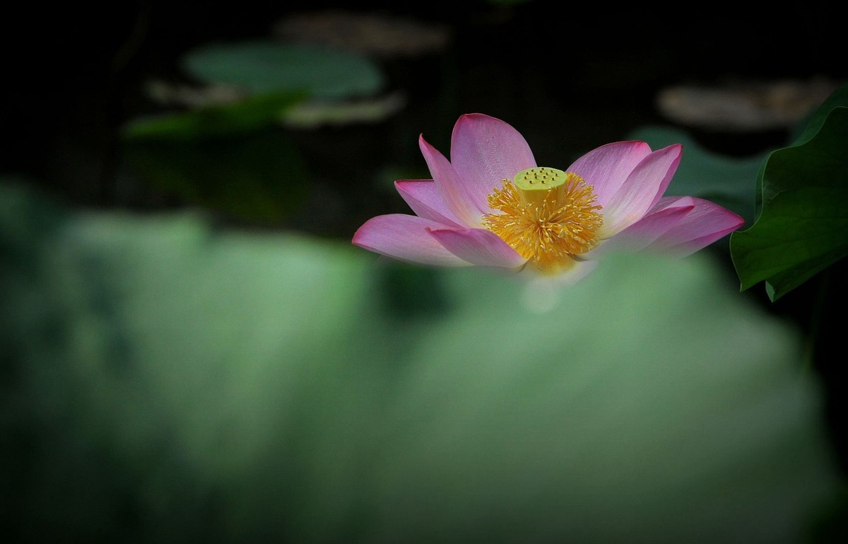 荷花（北宁公园）