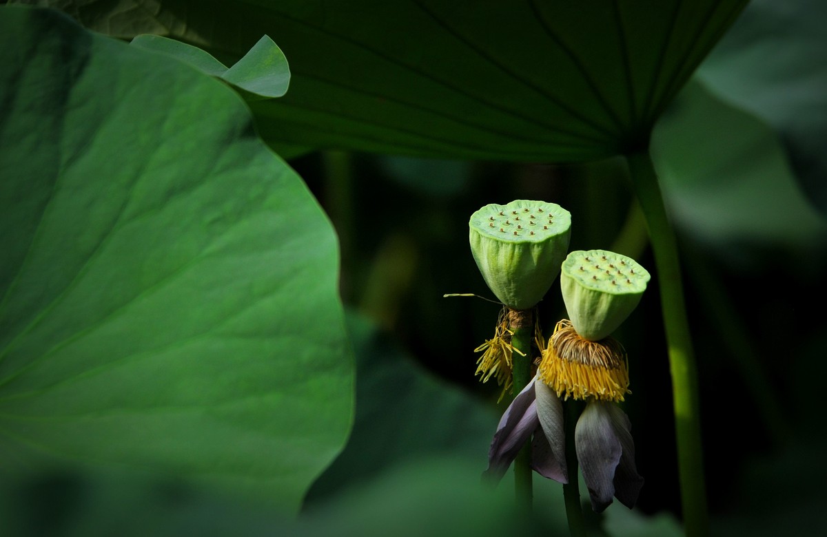 荷花（北宁公园）