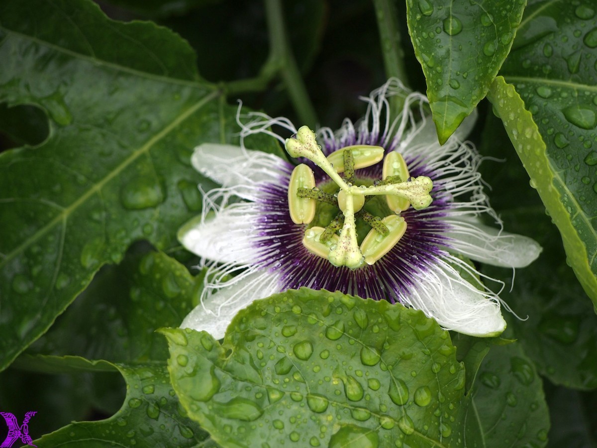 2024百香果（上）