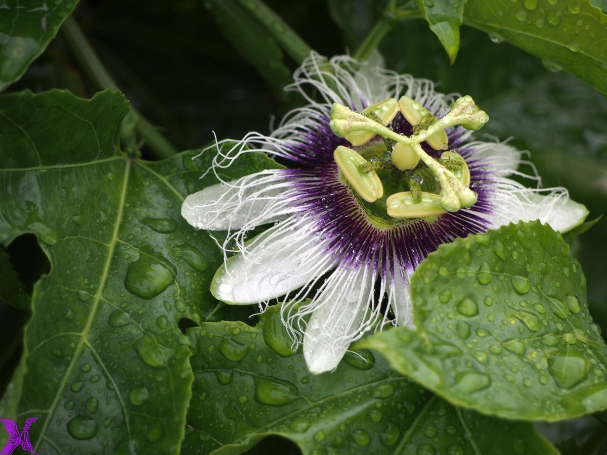 2024百香果（上）