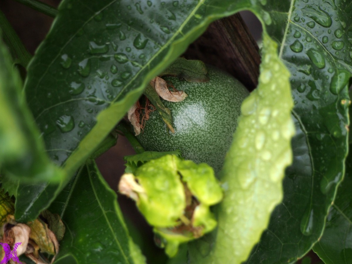 2024百香果（上）