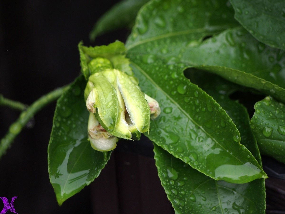 2024百香果（上）