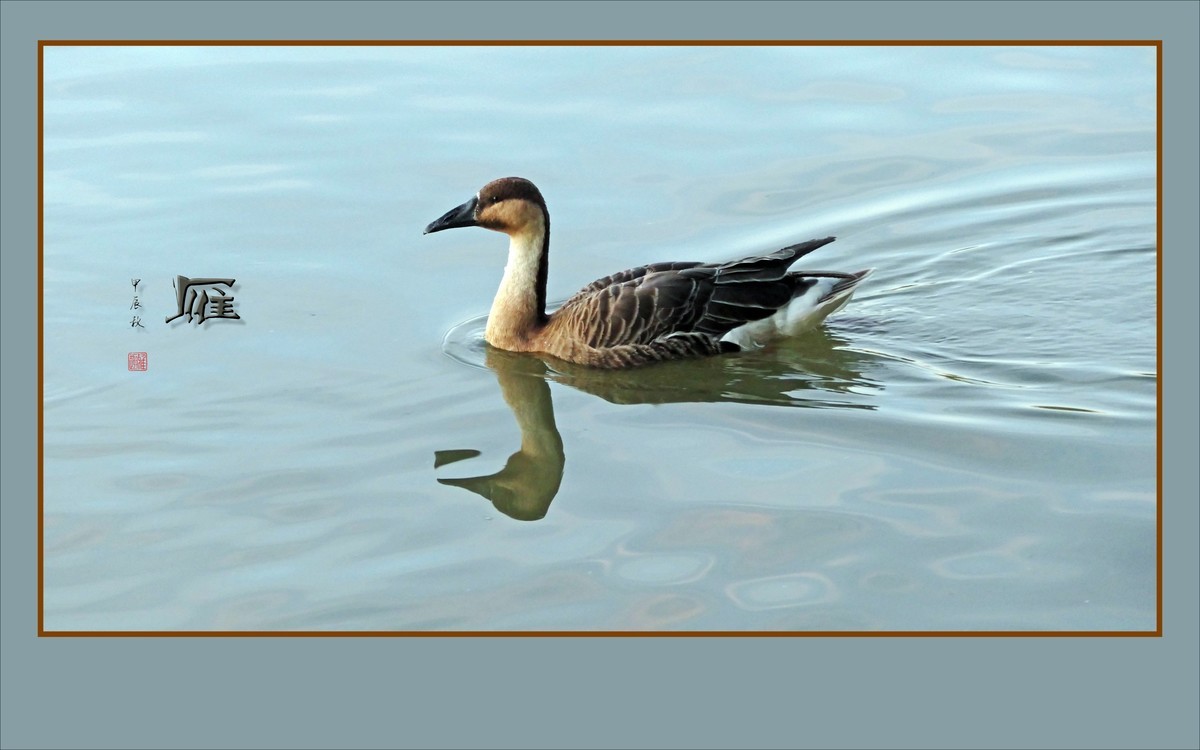 夕阳下欢快的雁群