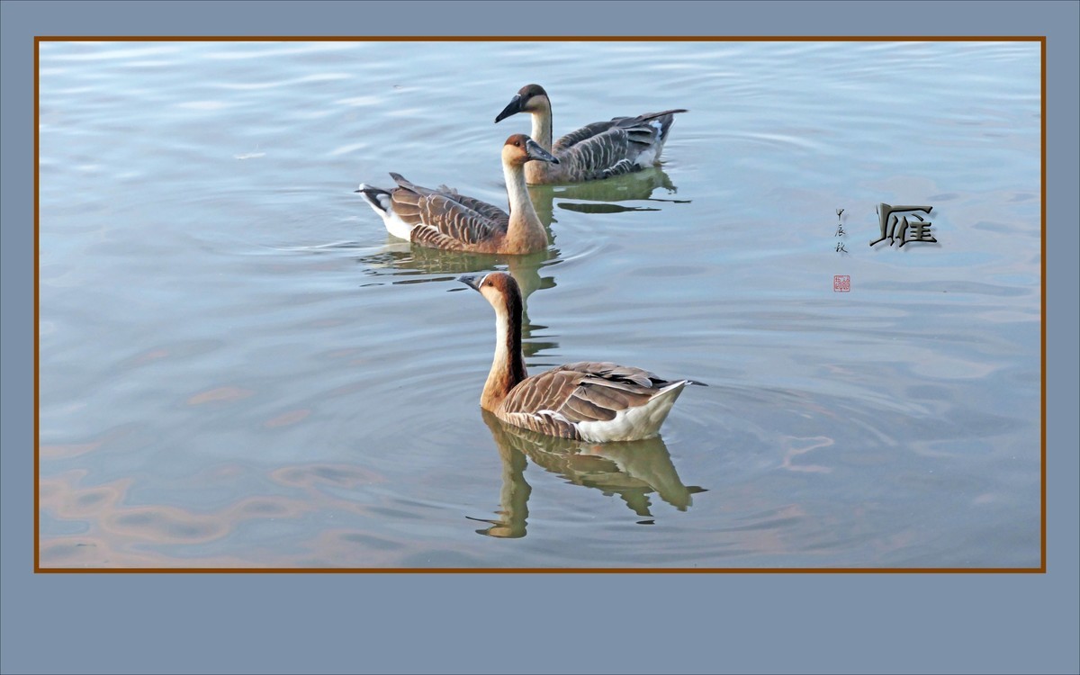 夕阳下欢快的雁群