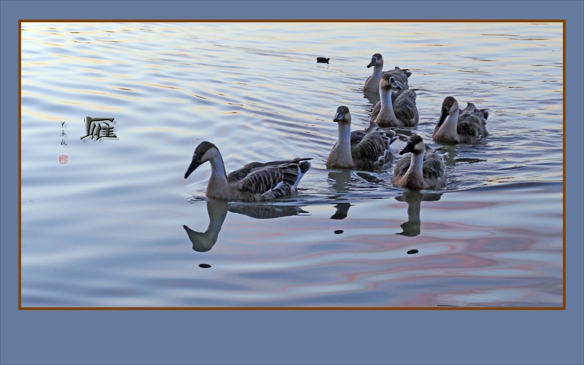 夕阳下欢快的雁群