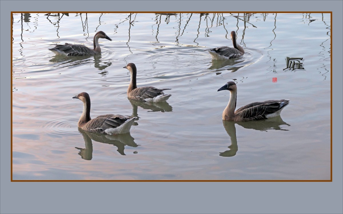 夕阳下欢快的雁群