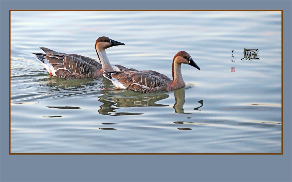 夕阳下欢快的雁群