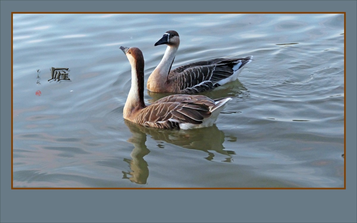 夕阳下欢快的雁群