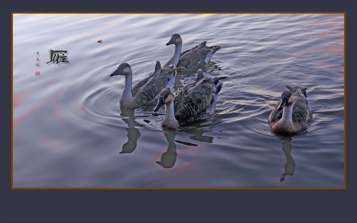 夕阳下欢快的雁群
