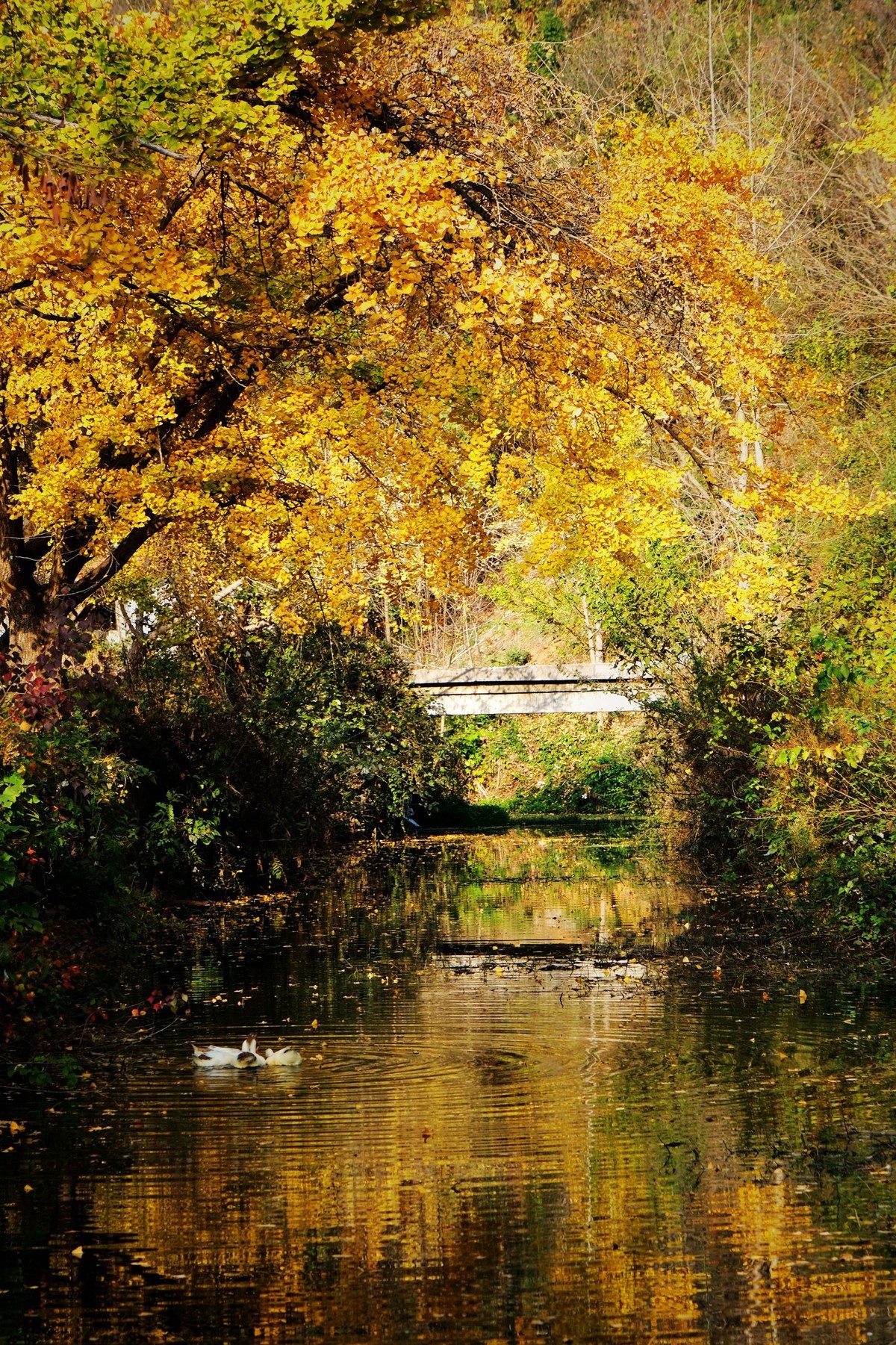 游拍初冬的小山村景色
