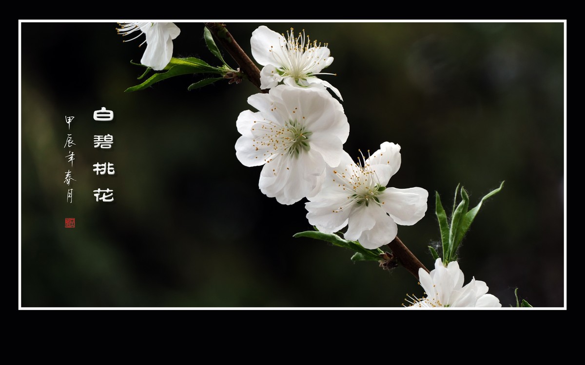 朵朵如玉碧桃花，团团白雪似冰葩