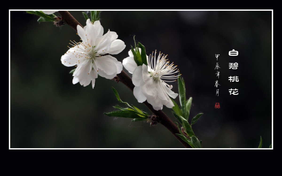 朵朵如玉碧桃花，团团白雪似冰葩