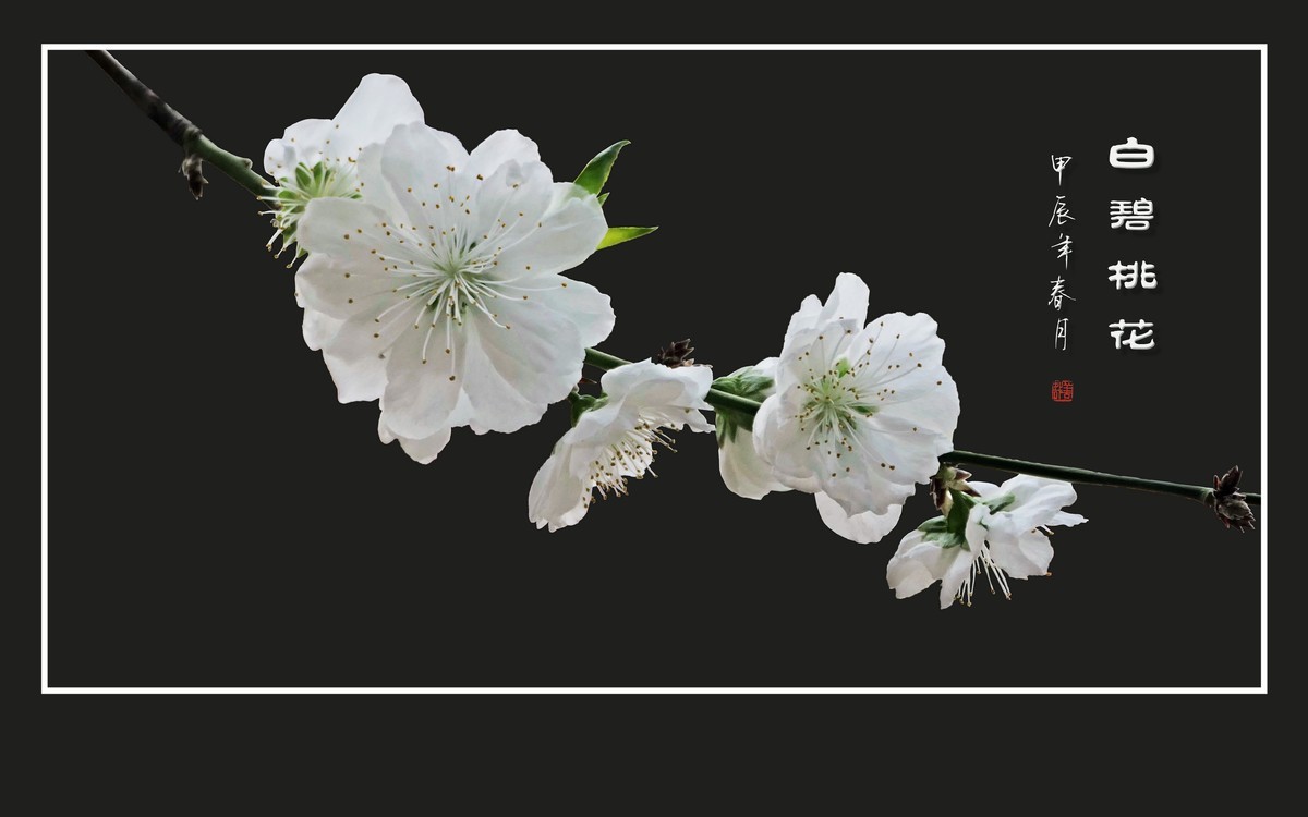 朵朵如玉碧桃花，团团白雪似冰葩