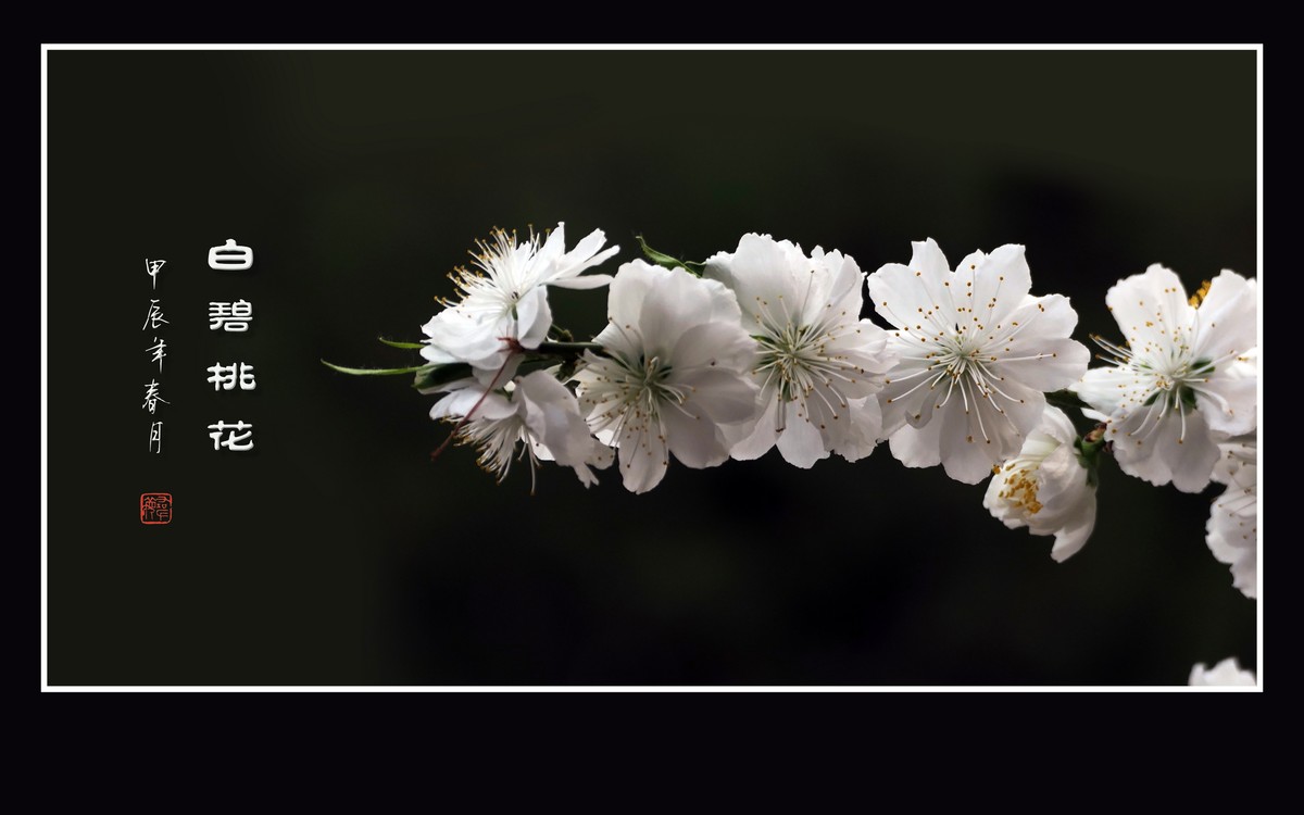 朵朵如玉碧桃花，团团白雪似冰葩