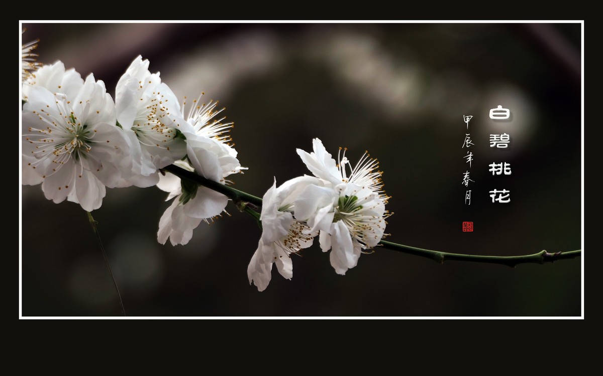 朵朵如玉碧桃花，团团白雪似冰葩