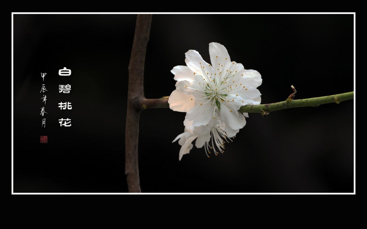 朵朵如玉碧桃花，团团白雪似冰葩