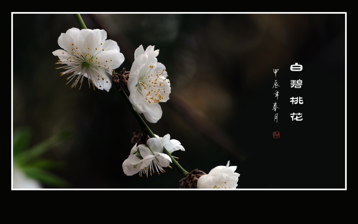 朵朵如玉碧桃花，团团白雪似冰葩