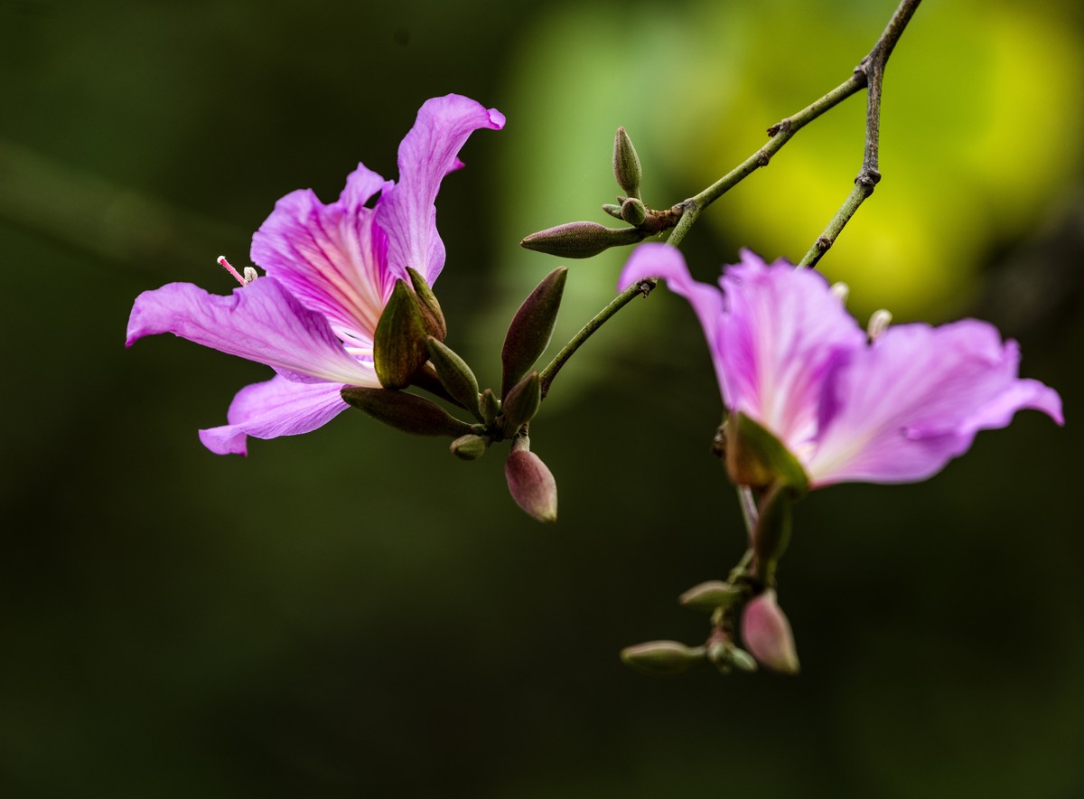 羊城街头紫荆花