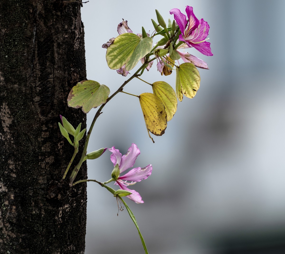 羊城街头紫荆花