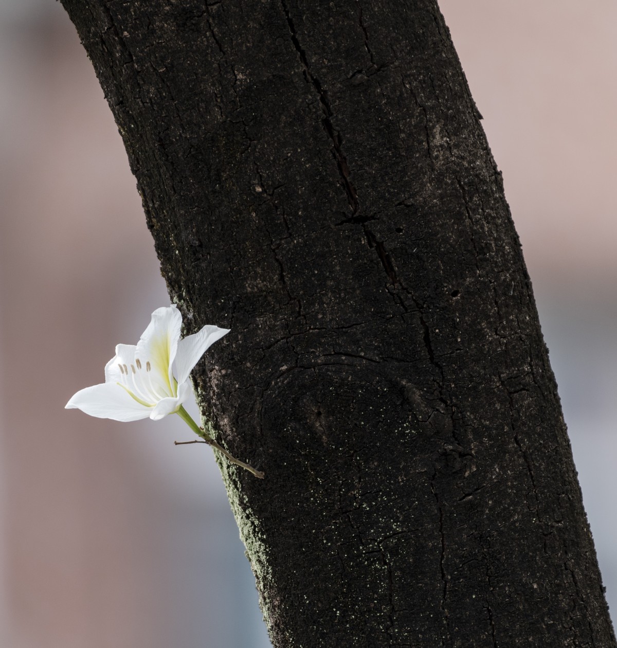 羊城街头紫荆花