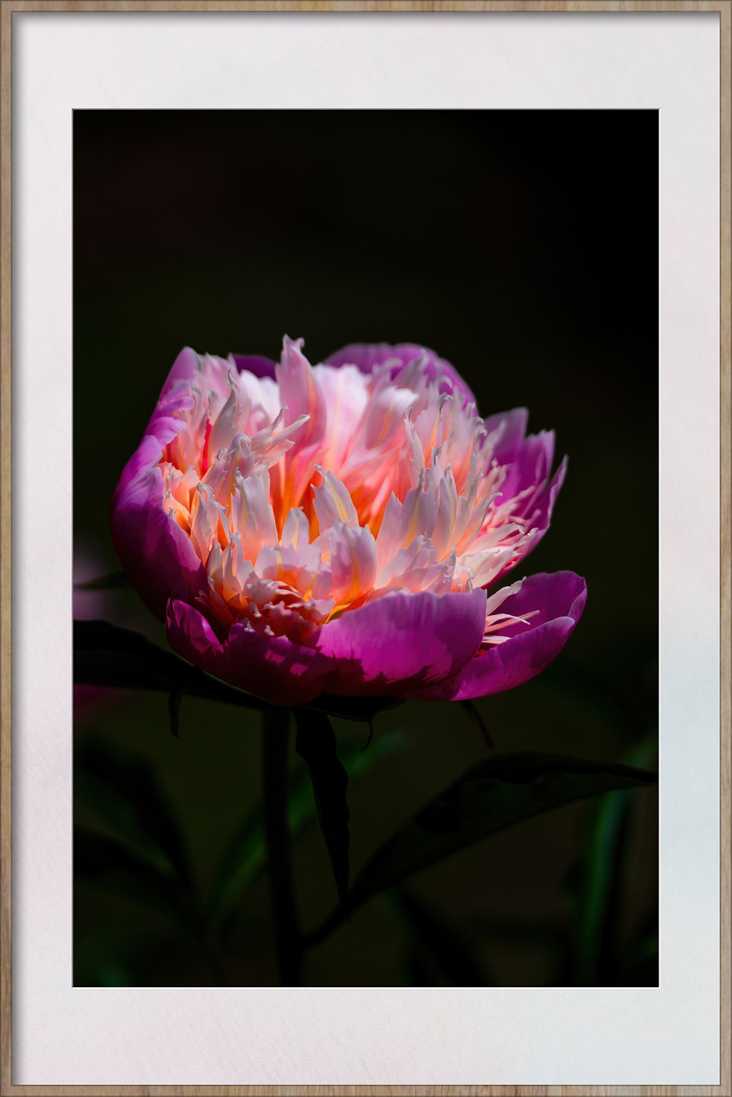 Z8新机试拍花卉