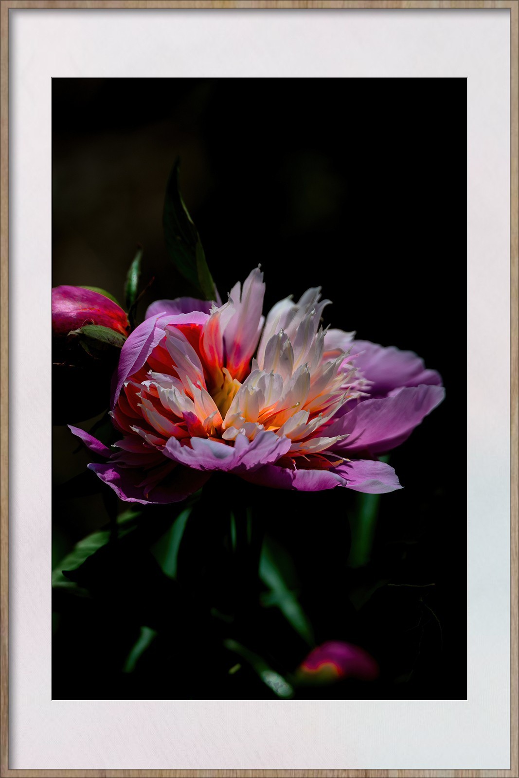 Z8新机试拍花卉