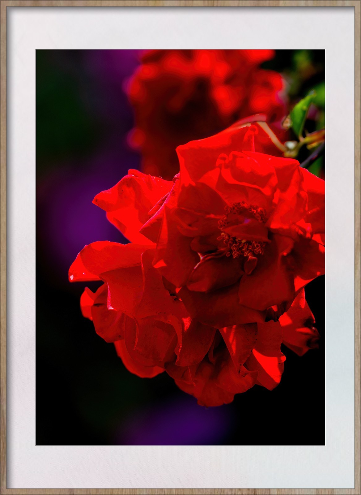 Z8新机试拍花卉