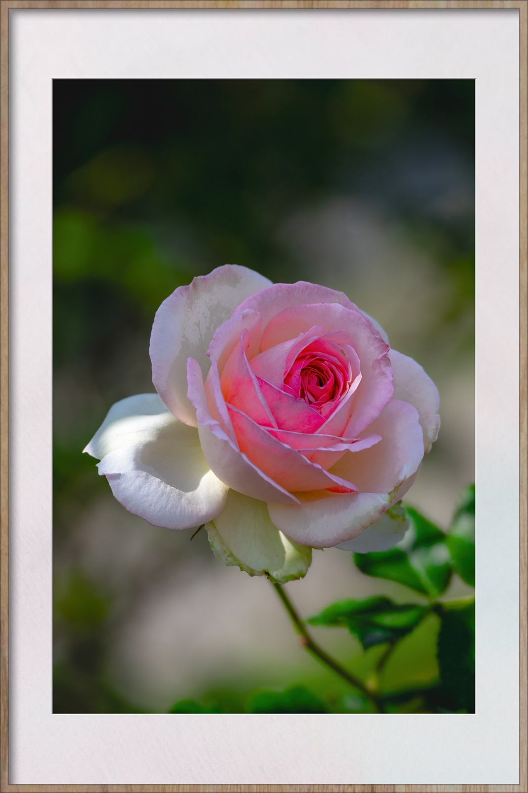 Z8新机试拍花卉