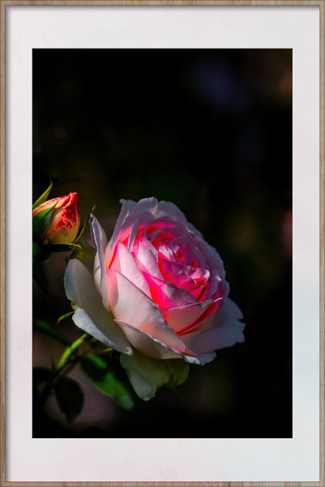 Z8新机试拍花卉