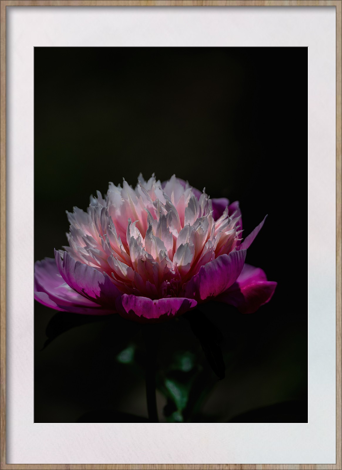 Z8新机试拍花卉